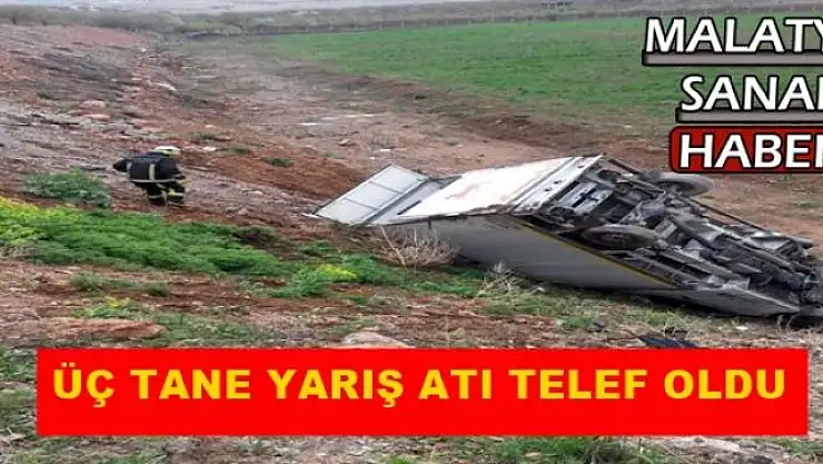 Yarış atı taşıyan kamyonet devrildi 