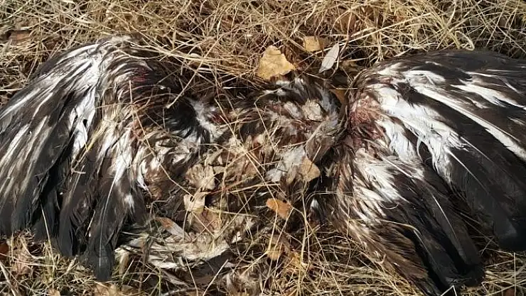 'Avcılar tarafından vurularak öldürüldü'