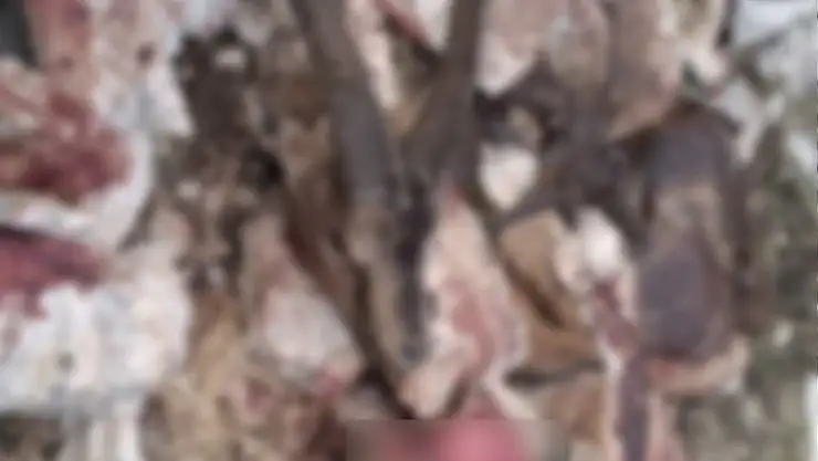 'Avlanması yasak dağ keçisi kesilmiş halde bulundu'