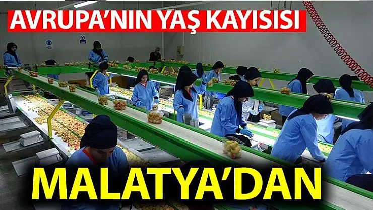 Avrupa´nın yaş kayısısı Malatya´dan
