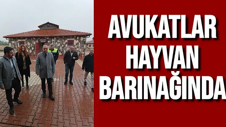 Avukatlar hayvan barınağında