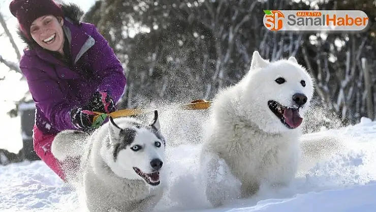 Avustralya'da 29. köpek kızak yarışları