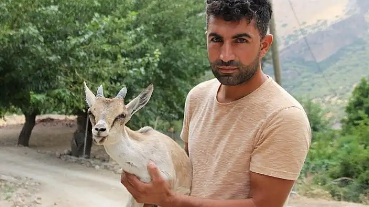 'Ayakları tutmayan yavru yaban keçisini evinde besledi'