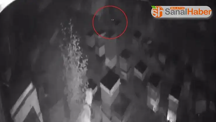 Ayılar kovanlara dadandı, o anlar kameralara yansıdı