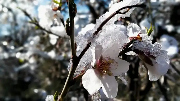 'Badem ağaçları kış ortasında çiçek açtı'
