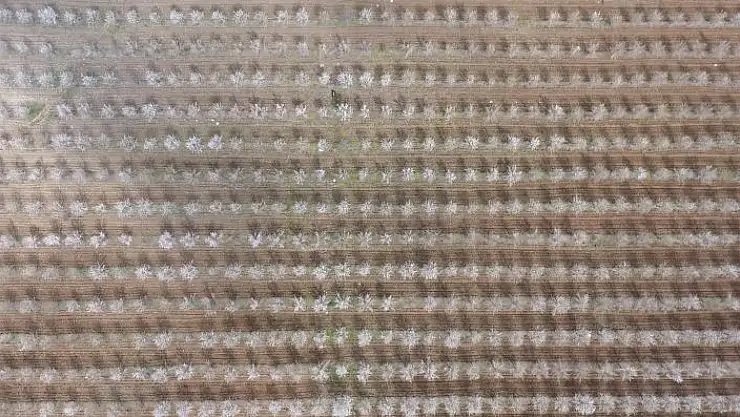 'Badem bahçelerinde görsel şölen'