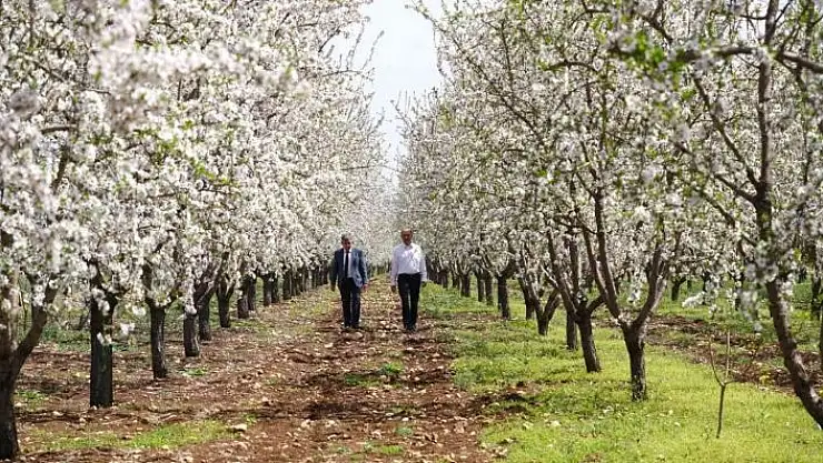 'Badem bahçelerinde görsel şölen'