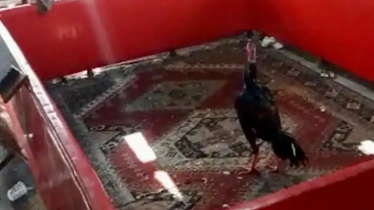 'Bağevinde horoz dövüşüne baskın: 27 şahıs yakalandı'