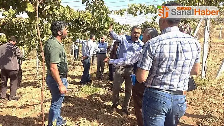 Bağlarda çardak sistemi anlatıldı