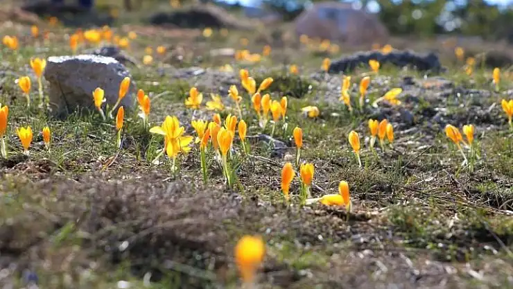 'Baharın müjdecisi çiğdemler açtı'