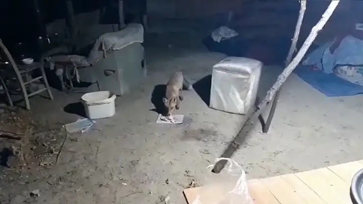 'Bahçesine ve evine gelen tilkiyi elleriyle besliyor'