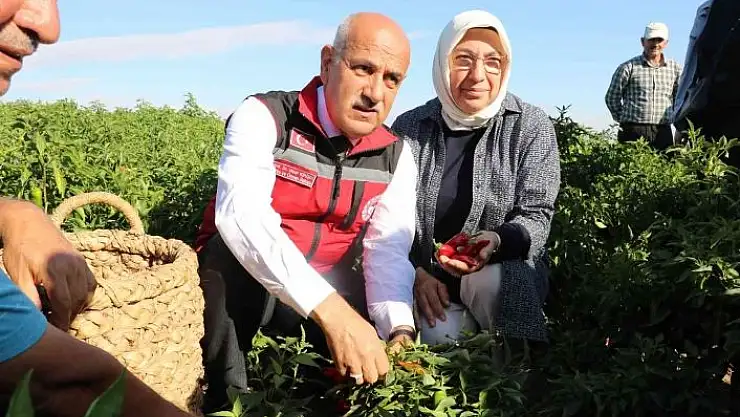 'Bakan Kirişci, Maraş biberi hasadına katıldı'