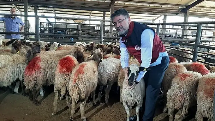 'Bakan Yumaklı depremzedelere küçükbaş hayvan dağıttı'