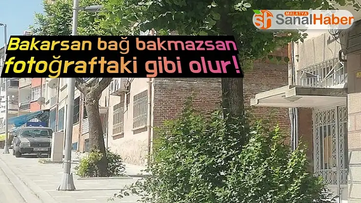 Bakarsan bağ bakmazsan fotoğraftaki gibi olur!