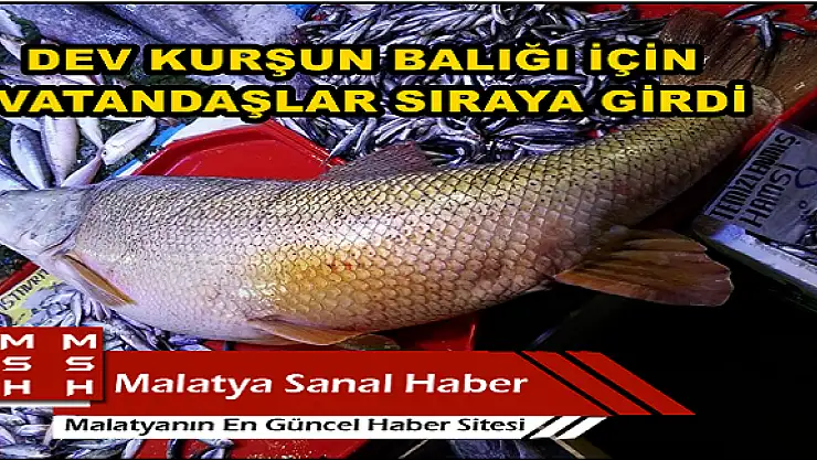 MALATYA'DA DEV KURŞUN BALIĞI İÇİN VATANDAŞLAR SIRAYA GİRDİ