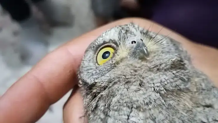 'Balkona çıktı, şaşkınlığını gizleyemedi'