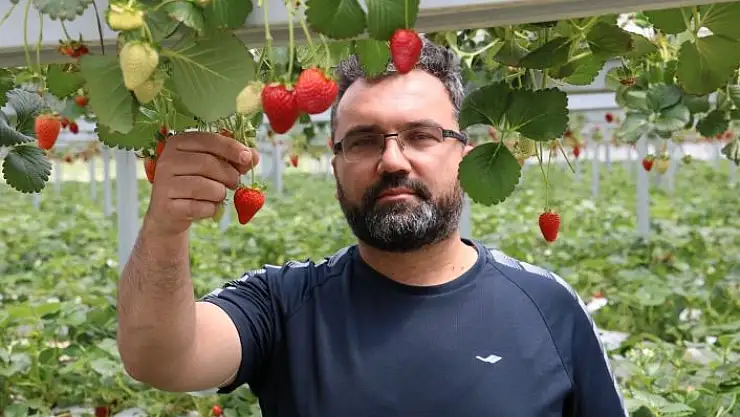 'Bankacılığı bırakıp çilek üretimine başladı'
