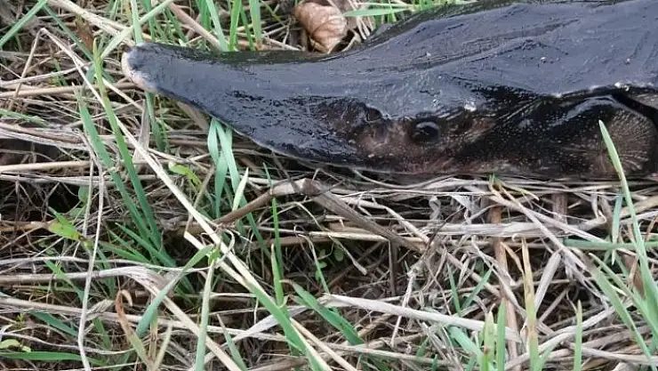 'Barajda ''yaşayan fosil'' yakaladı'