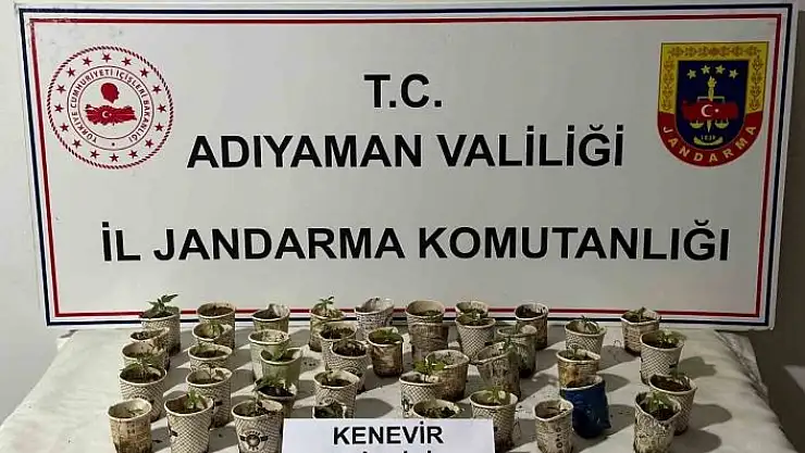 'Bardakta kenevir bitkileri ele geçirildi'