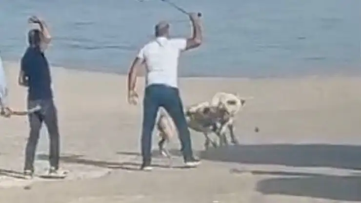 'Başı boş köpeklerin kavgasını vatandaşlar sopa ile ayırdı'
