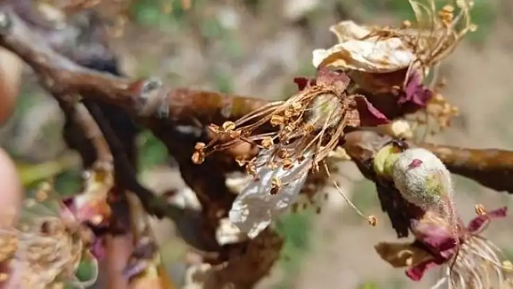 'Başkan Çiçek, ''Kayısıdaki don rekolteyi etkileyecek'''