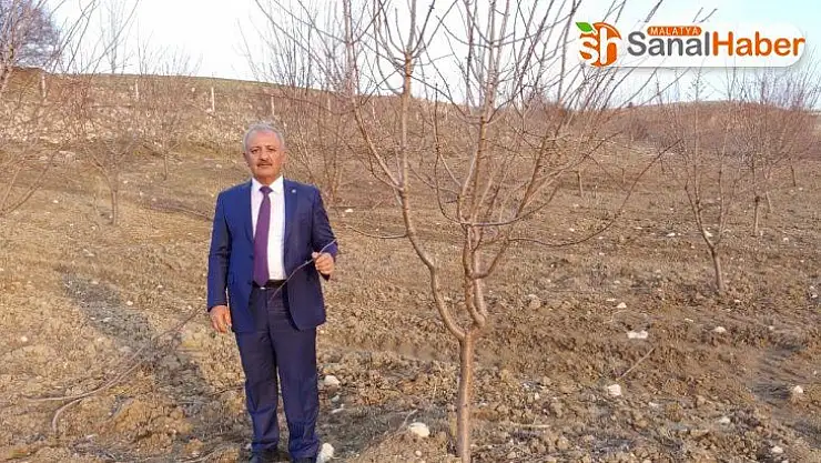 Başkan Şahan: 'Adıyaman'da 150 bin badem ağacı kurudu'