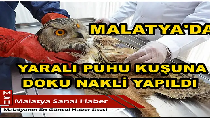 MALATYA'DA YARALI PUHU KUŞUNA DOKU NAKLİ YAPILDI