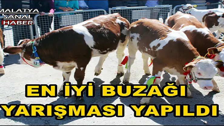 MALATYA'DA EN İYİ BUZAĞI YARIŞMASI YAPILDI