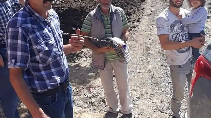 'Beç tavukları kenelere geçit vermeyecek'