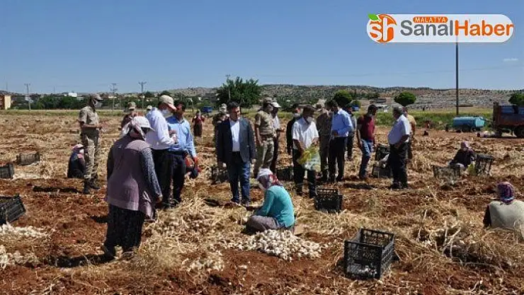 Besni'de sarımsak hasadı başladı