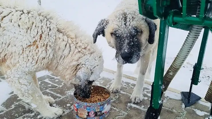 'Besni´de sokak hayvanları unutulmadı'