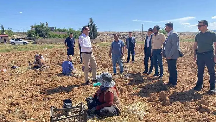 'Besnide sarımsak hasadı başladı'