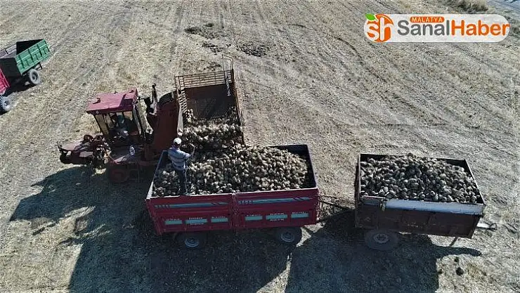 Bin 145 çiftçinin ektiği pancarda verim yüz güldürdü