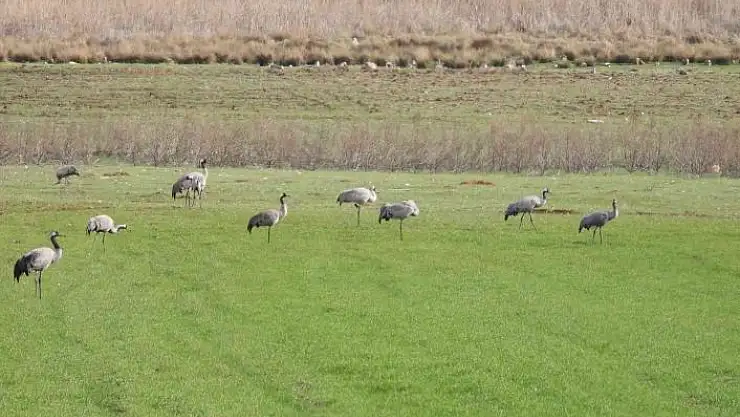'Binlerce göçmen kuş Gölbaşı´nda konakladı'