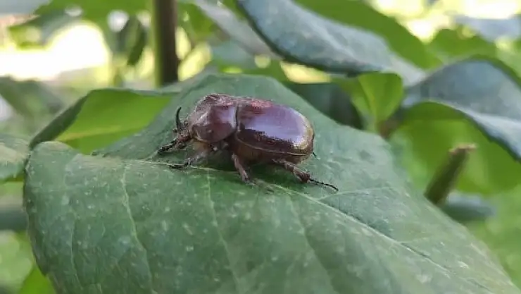 'Bir dönem herkesin dikkatini çeken gergedan böceği görüntülendi'