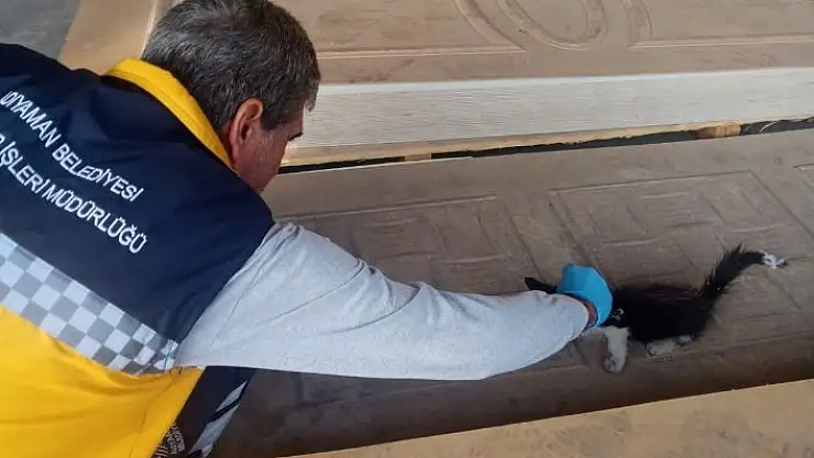 'Bitkin halde bulunan yavru kedi tedavi altına alındı'