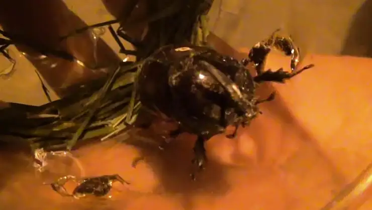 BULDUĞU GERGEDAN BÖCEĞİNİ JANDARMAYA TESLİM ETTİ