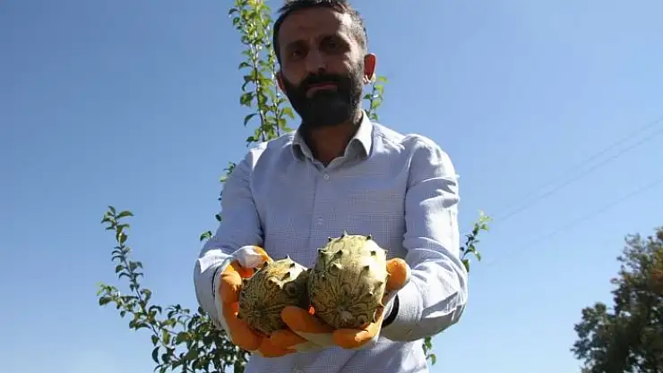 'Bölgede ilki başardı, tropik Afrika meyvesi olan Kivano´yu yetiştirdi, bir kökte 50 adet ürün elde etti'