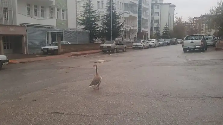 'Boş sokakta kaz gezintiye çıktı'