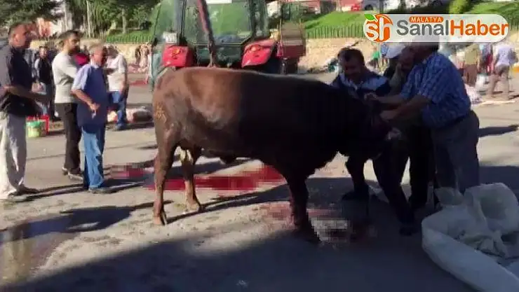 Boynu kesildikten sonra ayağa kalkan kurbanlık zor anlar yaşattı