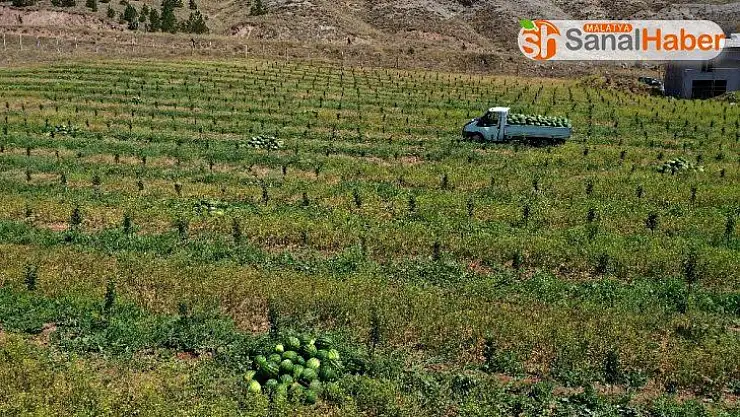 Bozkırda karpuz hasadı
