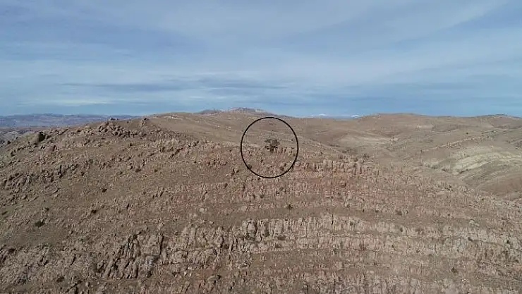 'Bozkırın ortasında tek, görenlerin dikkatini çekiyor'