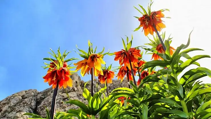 'Bu çiçeği koparana 60 bin lira ceza'