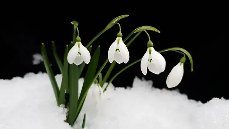 'Bu çiçeği koparmanın cezası 80 bin lira'