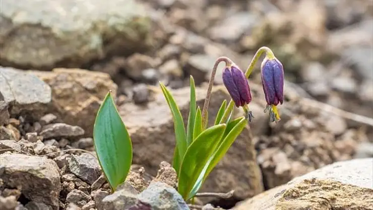 'Bu iki çiçeği koparmanın cezası yarım milyon lira'