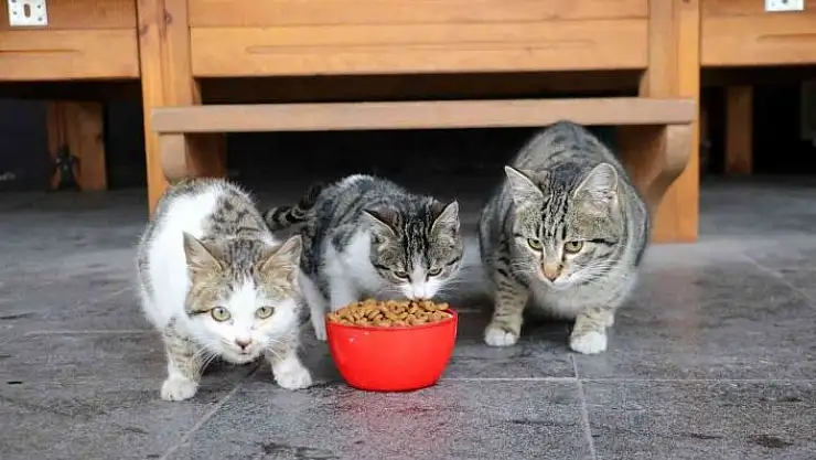 'Bu işletmedeki kediler çok mutlu'