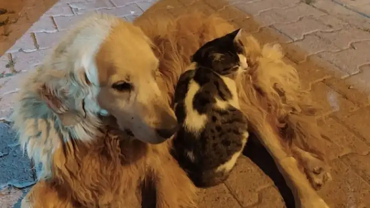'Bu kedinin tek dostu köpek'