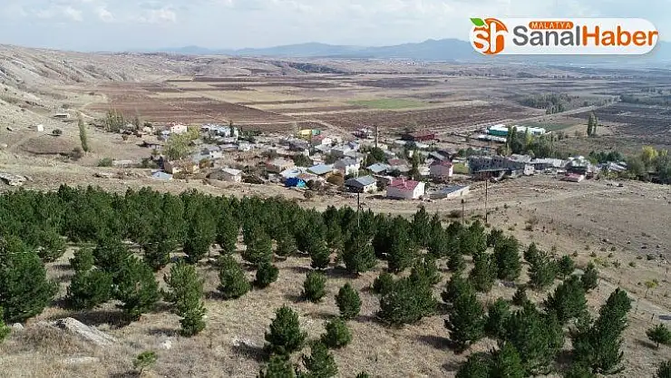 Bu köyde herkesin bir dikili ağacı var