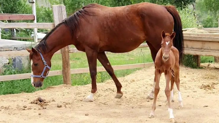 'Bu tayın alnında kalbi var'