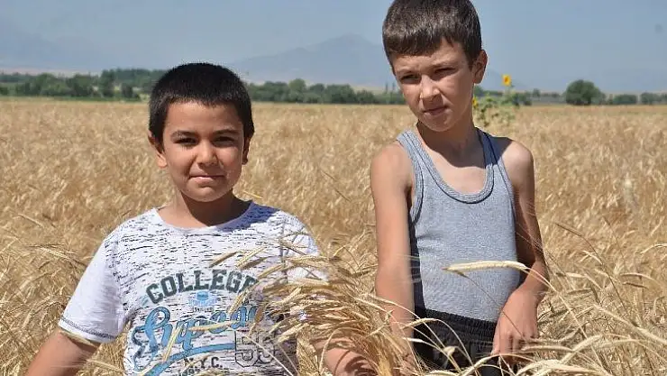 Buğdayın atası olarak bilinen siyez buğdayında hasat sevinci